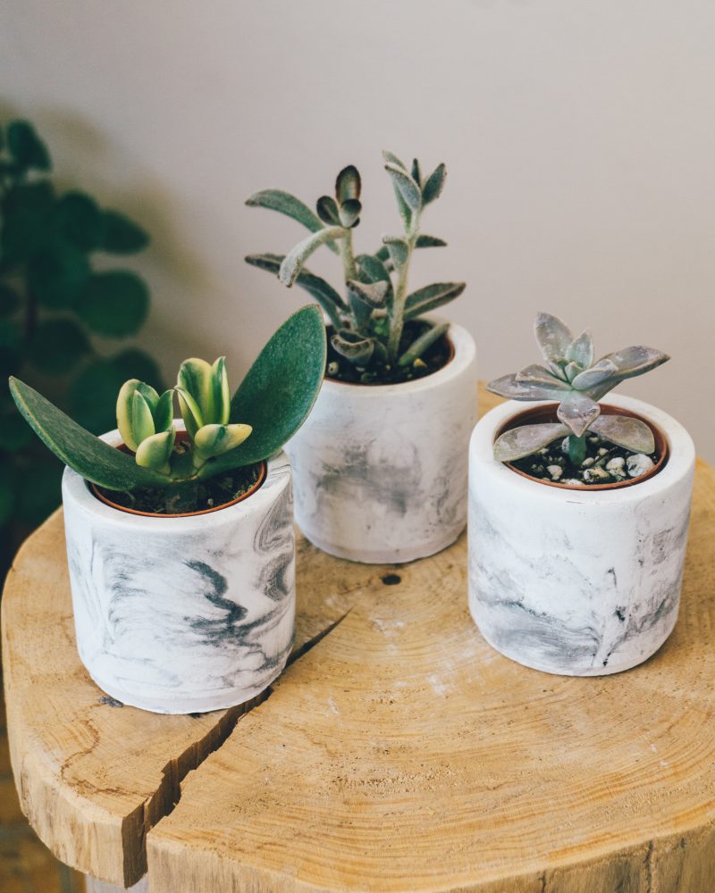 Üç Sukulent Seti Yeşil Ev Botanik