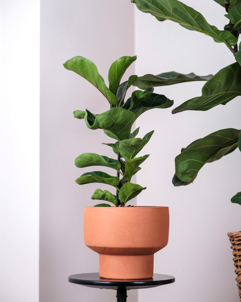 Ficus Lyrata (Keman Yapraklı Kauçuk)