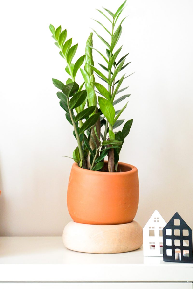 Zamioculcas Zamiifolia ZZ Bitkisi Yeşil Ev Botanik