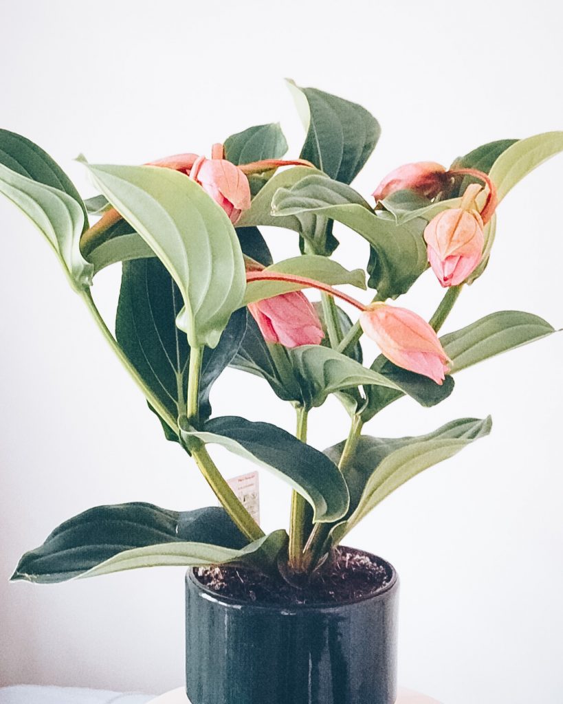 Medinilla Yeşil Ev Botanik