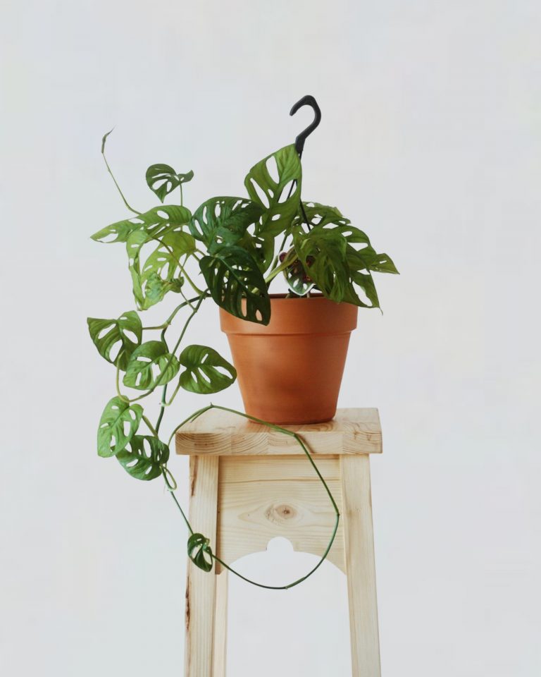 Monstera Monkey Leaf (Adansonii) Yeşil Ev Botanik