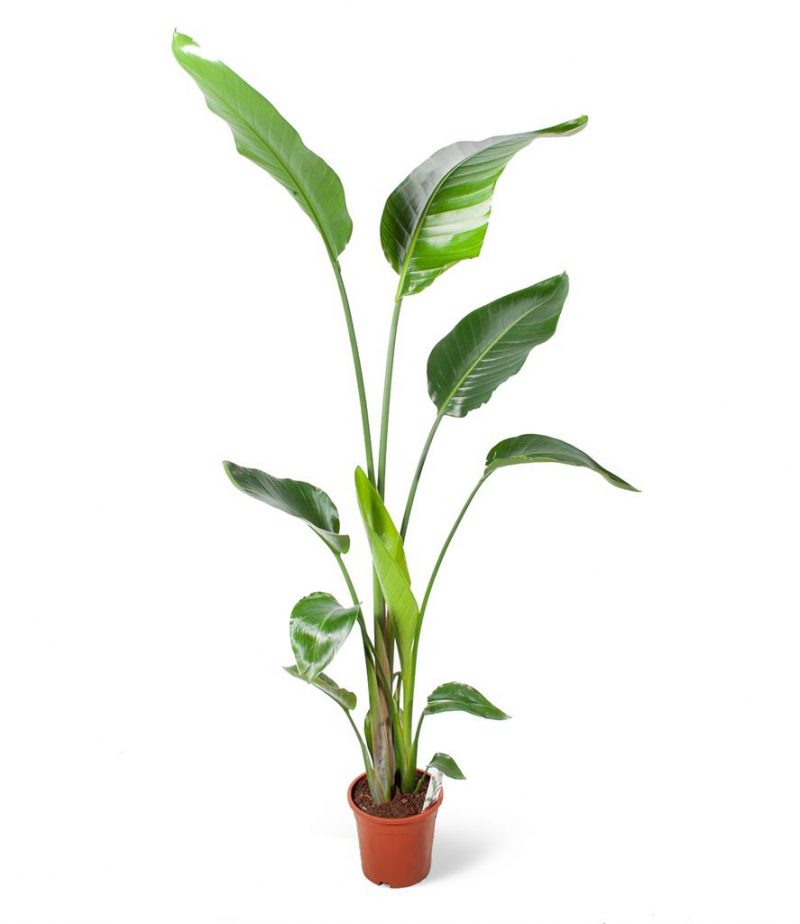 Starliçe XL Strelitzia Nicolai Yeşil Ev Botanik