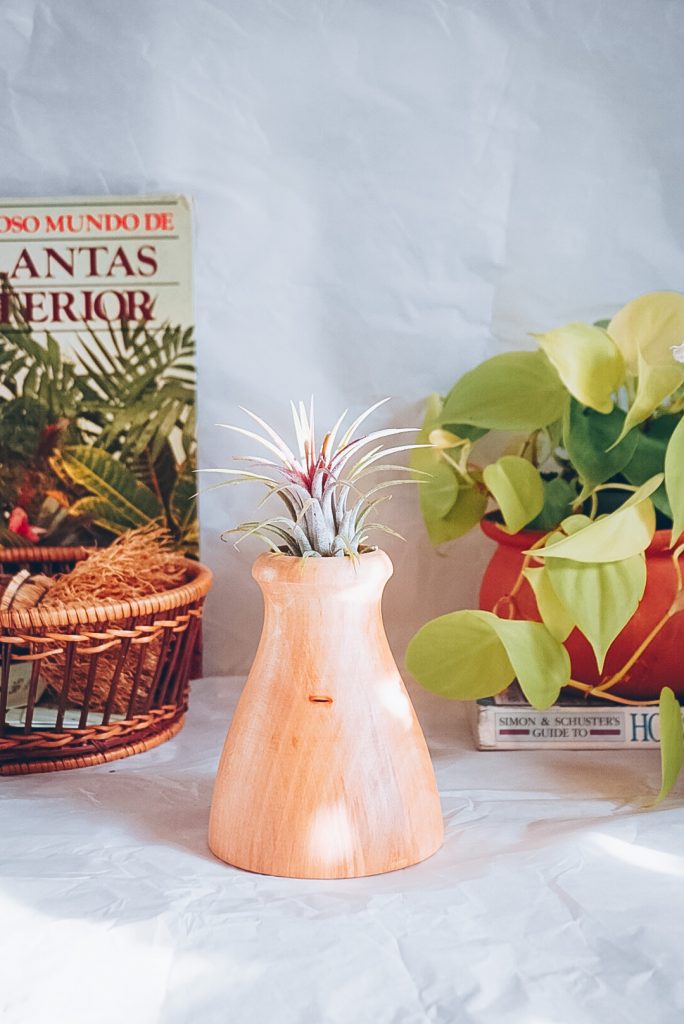 Ahşap Sukulent Stand Hava Bitkisi Hediyeli Yeşil Ev Botanik