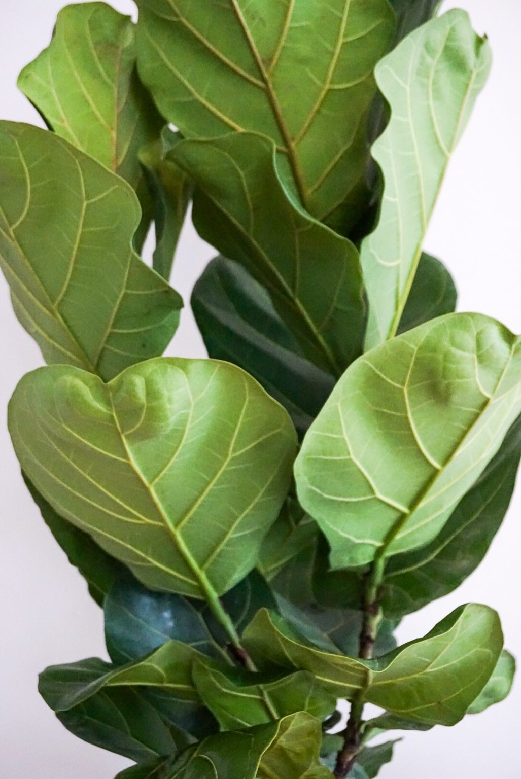 Ficus Lyrata (Keman Yapraklı Kauçuk) XXL Yeşil Ev Botanik