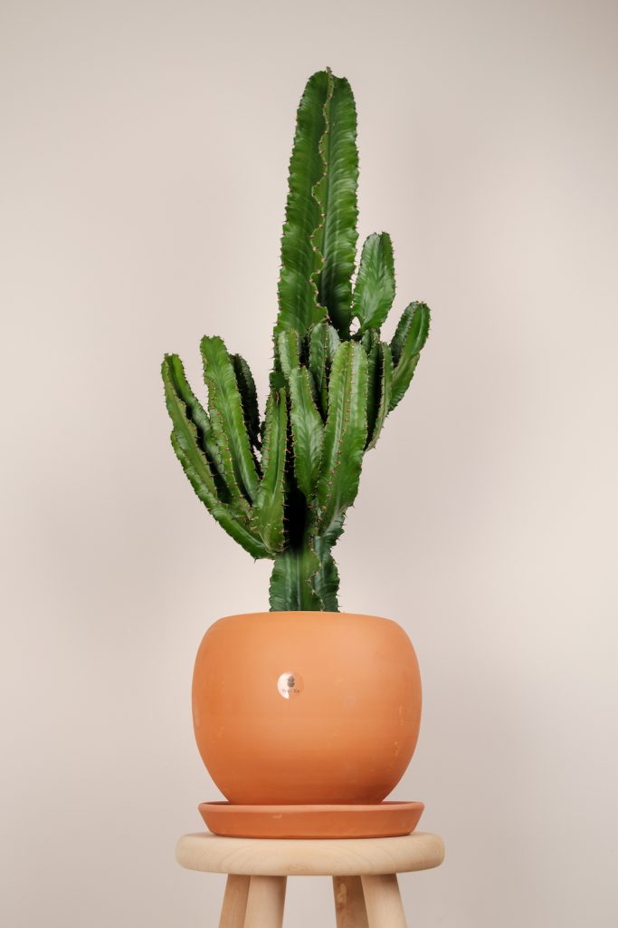 Euphorbia Ingens 100cm XL
