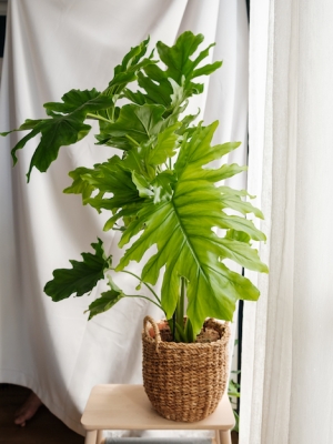 Alocasia Portodora