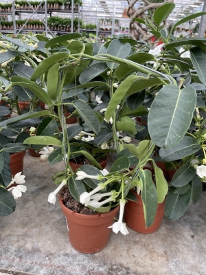 Madagaskar Yasemini | Stephanotis Floribunda