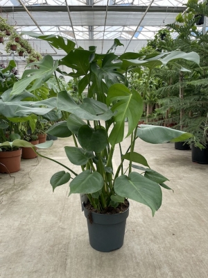 Monstera | Devetabanı Çap 19 cm Boy: 65cm
