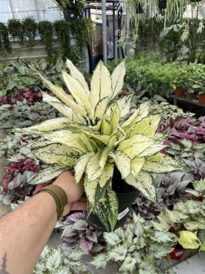 Aglaonema White Kiwi