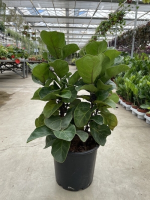 Ficus Lyrata Bodur Bambino